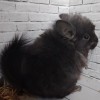Бумер_КХ