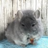 Михей МиР