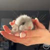 Микки 