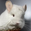 Мартинс Флауэр Кристофер 