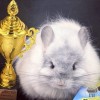 Мишель Лав