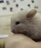Белла