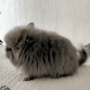 Келпи Ван Флаффи Фан
