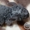 Фейга Рекс Орлея
