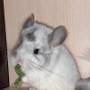 Милка