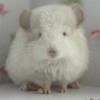 Каспер Чин