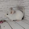 Вайт_КХ