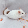 2мес 