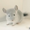 Кен