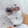 2мес