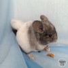 Хром