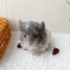 1 мес