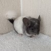 2мес
