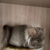 Чучип