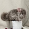 Фая