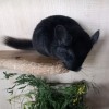 Ночка