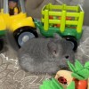 Фиалка нРекс Шуш