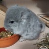 СИ Вольдемар