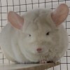 Ландыш