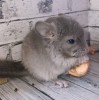 Махаон МХ