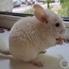 Мохито