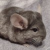 мальчик Т