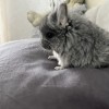 Хлоя