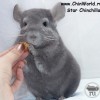 Стар Кристиан