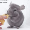 3,5 мес