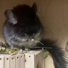 ОЛИВИЯ Джонни ЧЖ