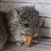 Картофель МХ