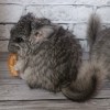 Картошка МХ