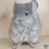 Мика