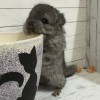 Микки 