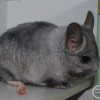 Амелия