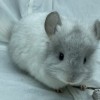 айка
