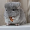Иллидан Ярость Шуши
