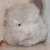 Олимп