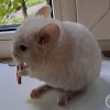 Забава