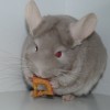 Анфиса