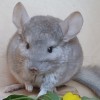 Розалин
