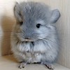 Гомер