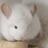 Микки