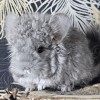 АС Рафаэль РЕКС