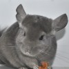 Моник