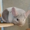 ЧинЧик Милка