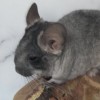 ЧинЧик Милок