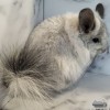 ЧинЧик Беланга