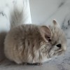 ЧинЧик Цилия Космическая