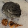ЧинЧик Чокер